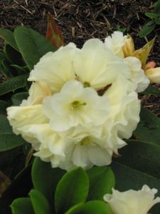 Rhodo Creamy Chiffon